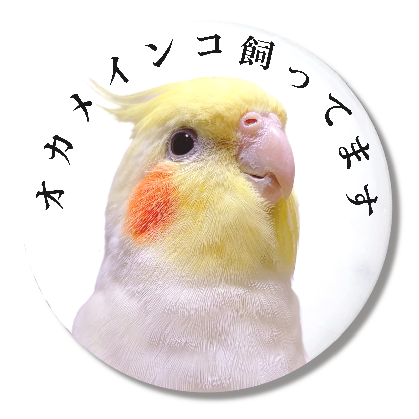 オカメインコの羽根 ルチノー - 鳥かご・パーツ類