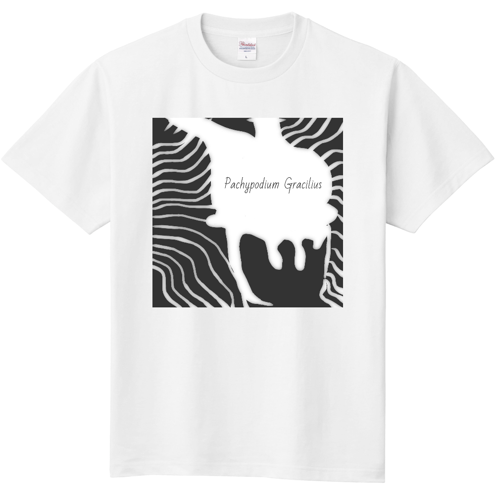 Pachypodium Gracilius 