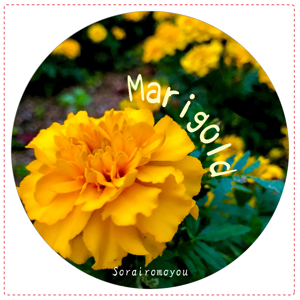 マリーゴールド