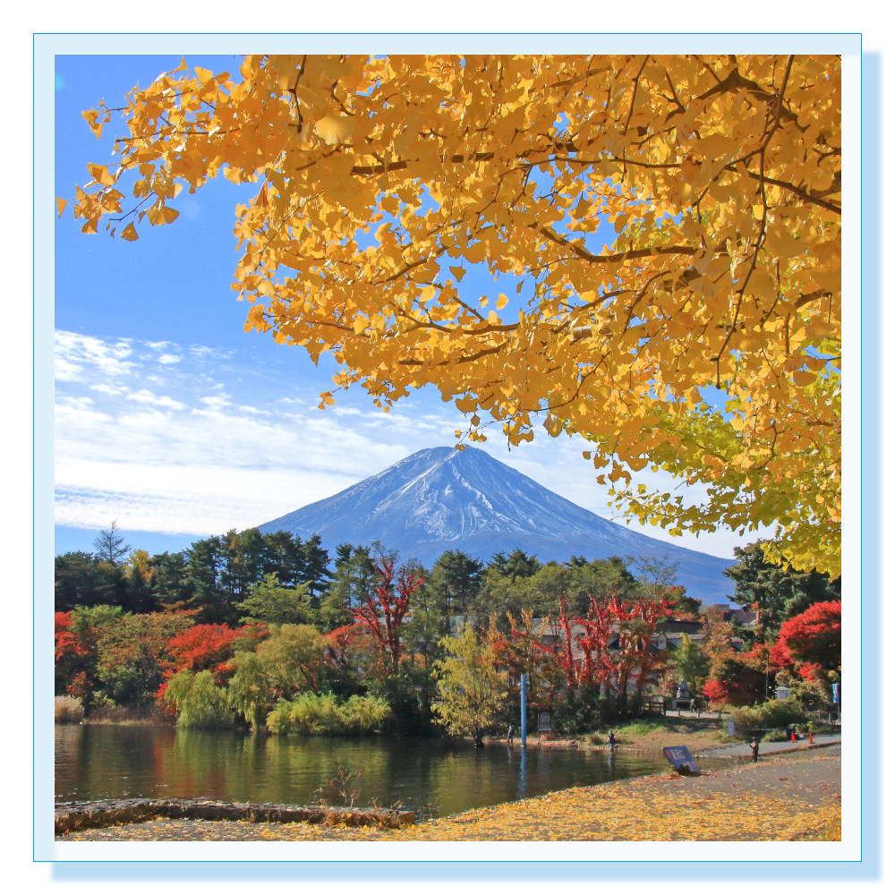 富士山とイチョウ - Mt. Fuji and ginkgo trees -