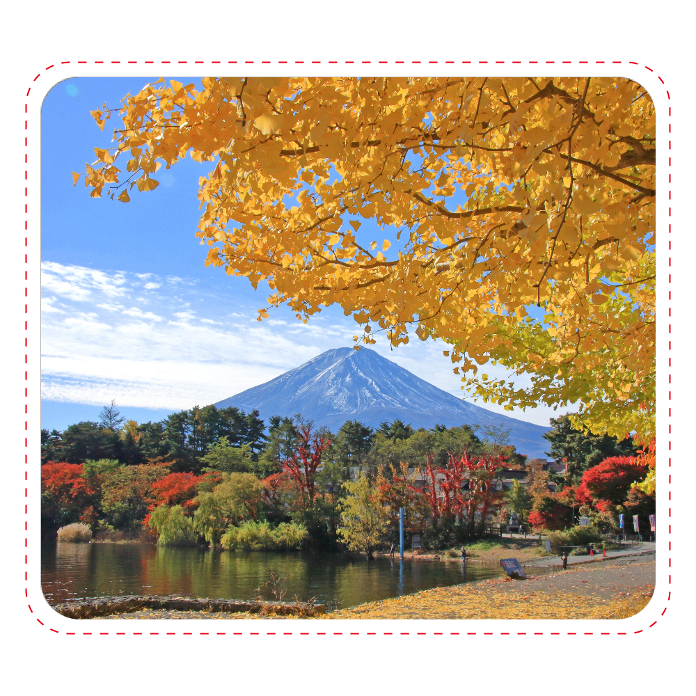 富士山とイチョウ - Mt. Fuji and ginkgo trees -