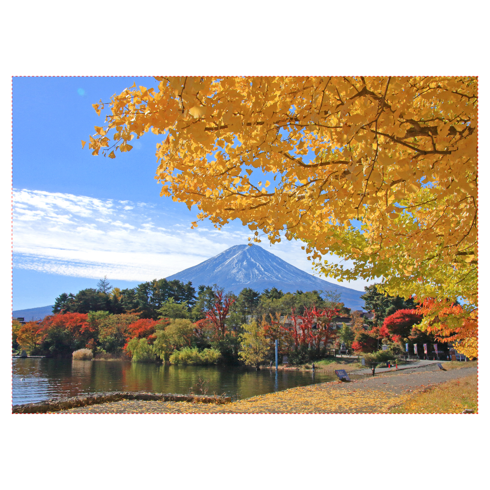 富士山とイチョウ - Mt. Fuji and ginkgo trees -