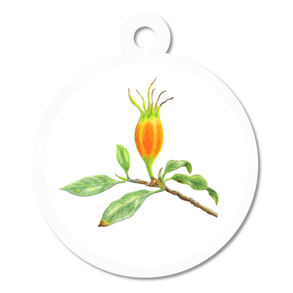 アクリルキーホルダー (クロトンの実)