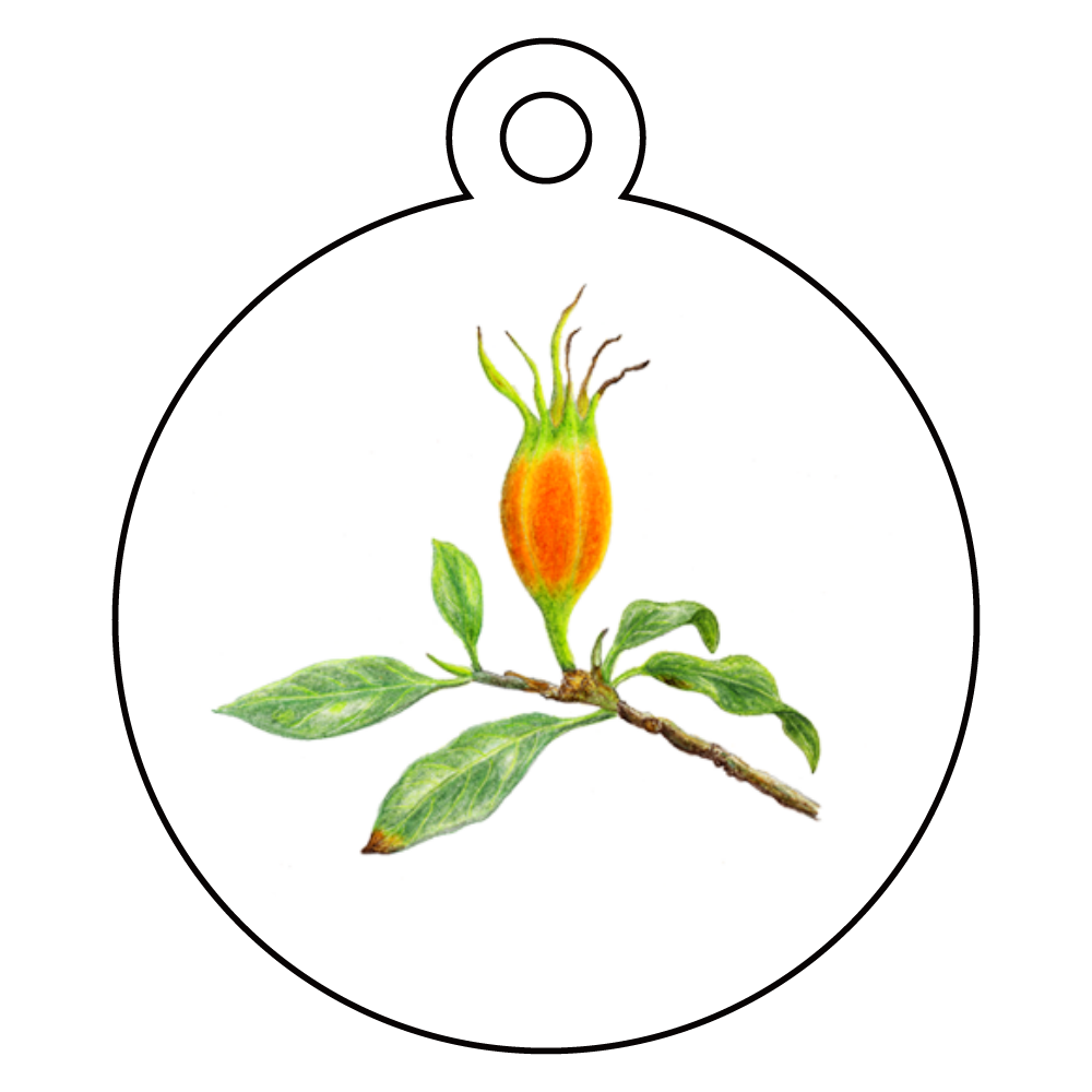 アクリルキーホルダー (クロトンの実)