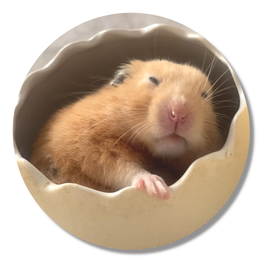 じろりんちょナゲットくん