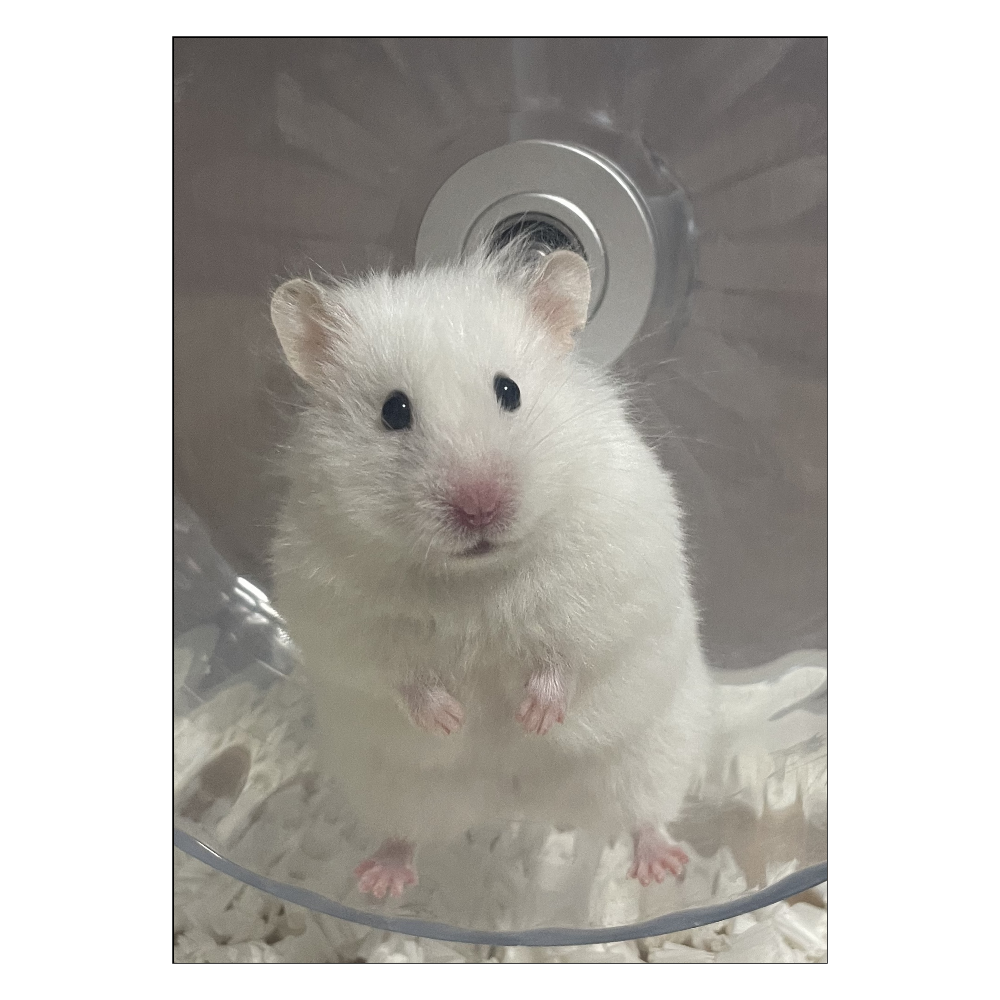 おすましイカちゃんポスター