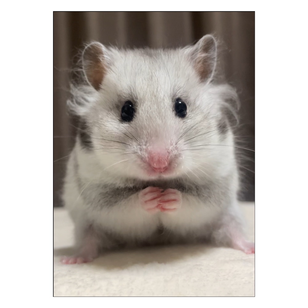 おねだりお嬢ポスター