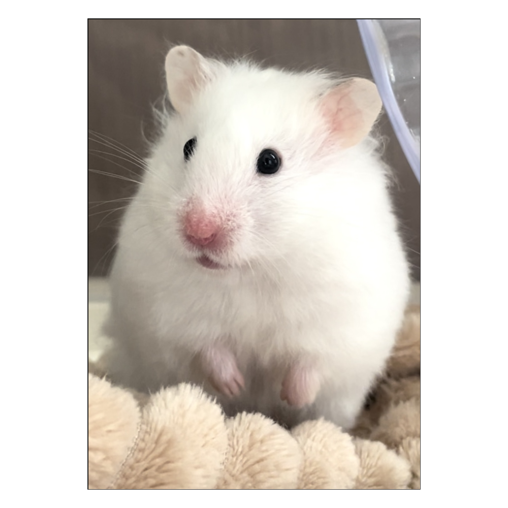 ビジュ良きイカちゃんポスター