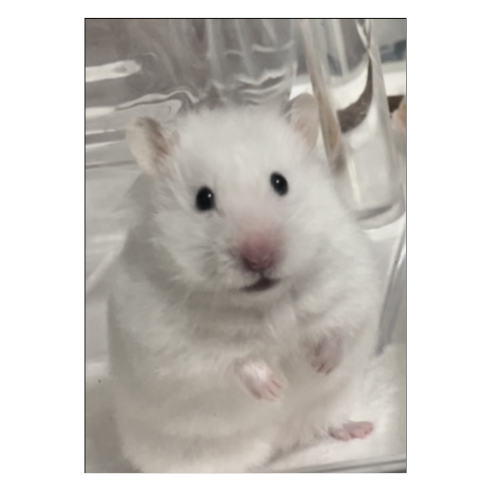 まっしろイカちゃんポスター