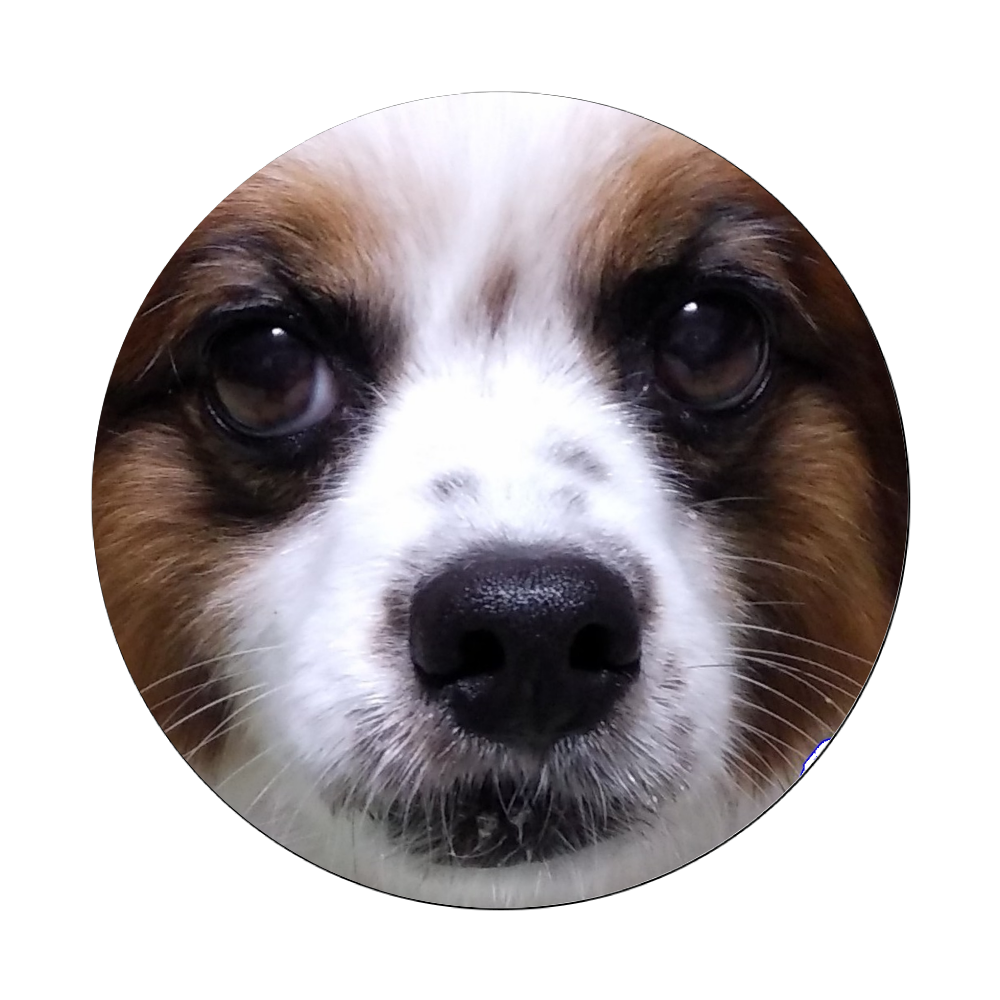 パピヨン 顔 アップ