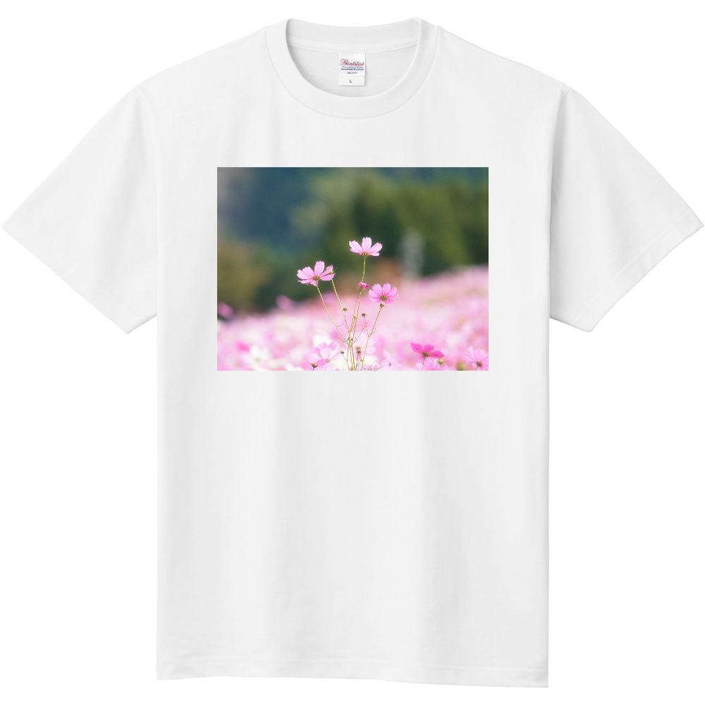 秋風とコスモス