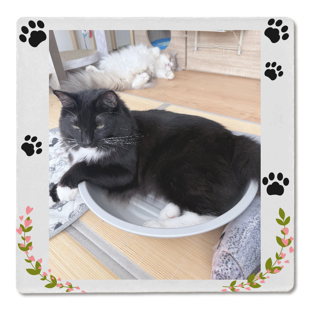 愛ネコ対応♪My family -白雲石 猫コースター