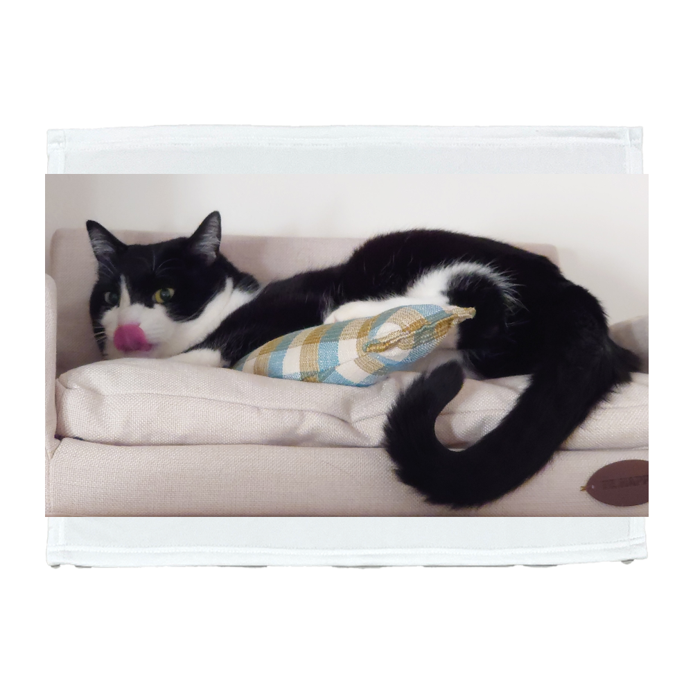 【ハチワレ】ソファでくつろぐ猫 ブランケット