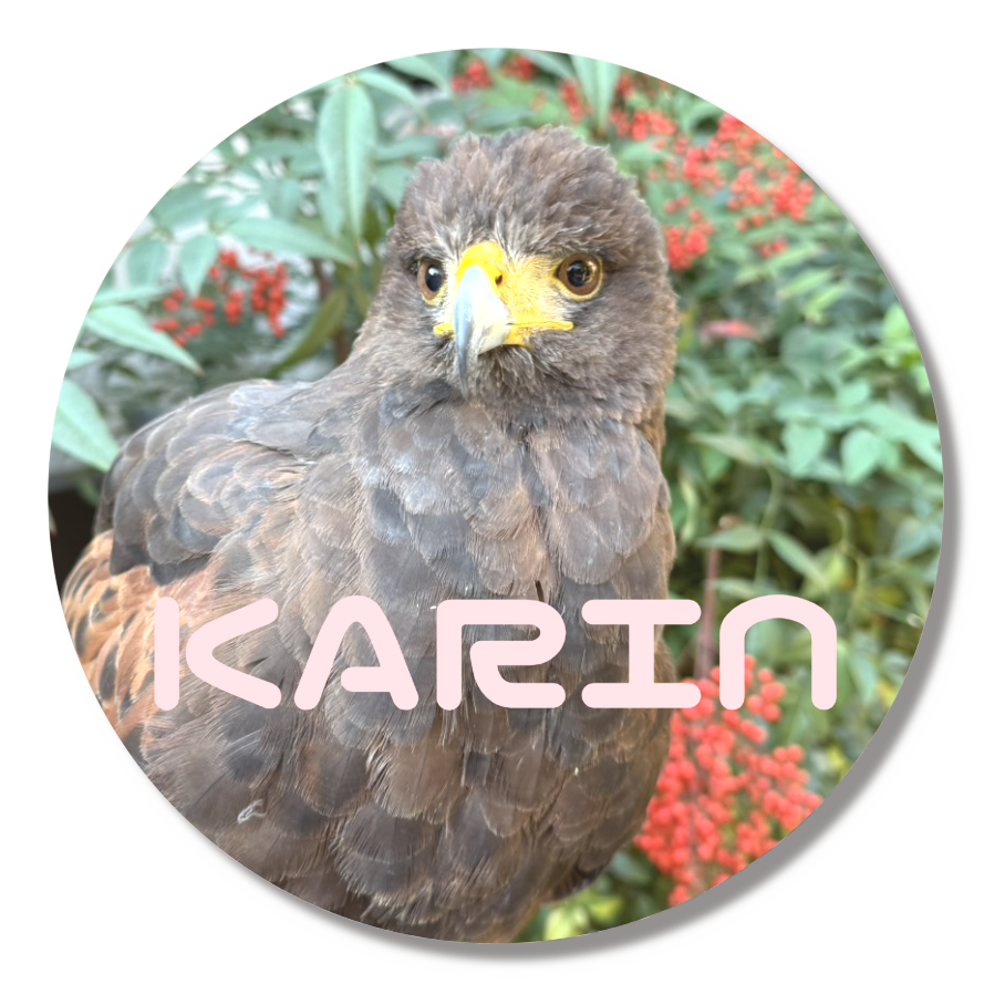 桃鷹BASEオリジナル 缶バッジM