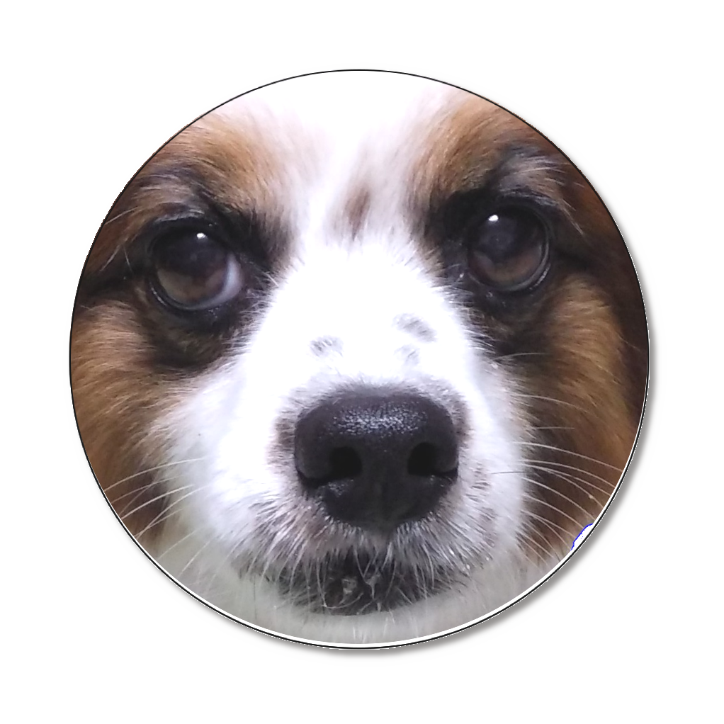 パピヨン　顔　アップ