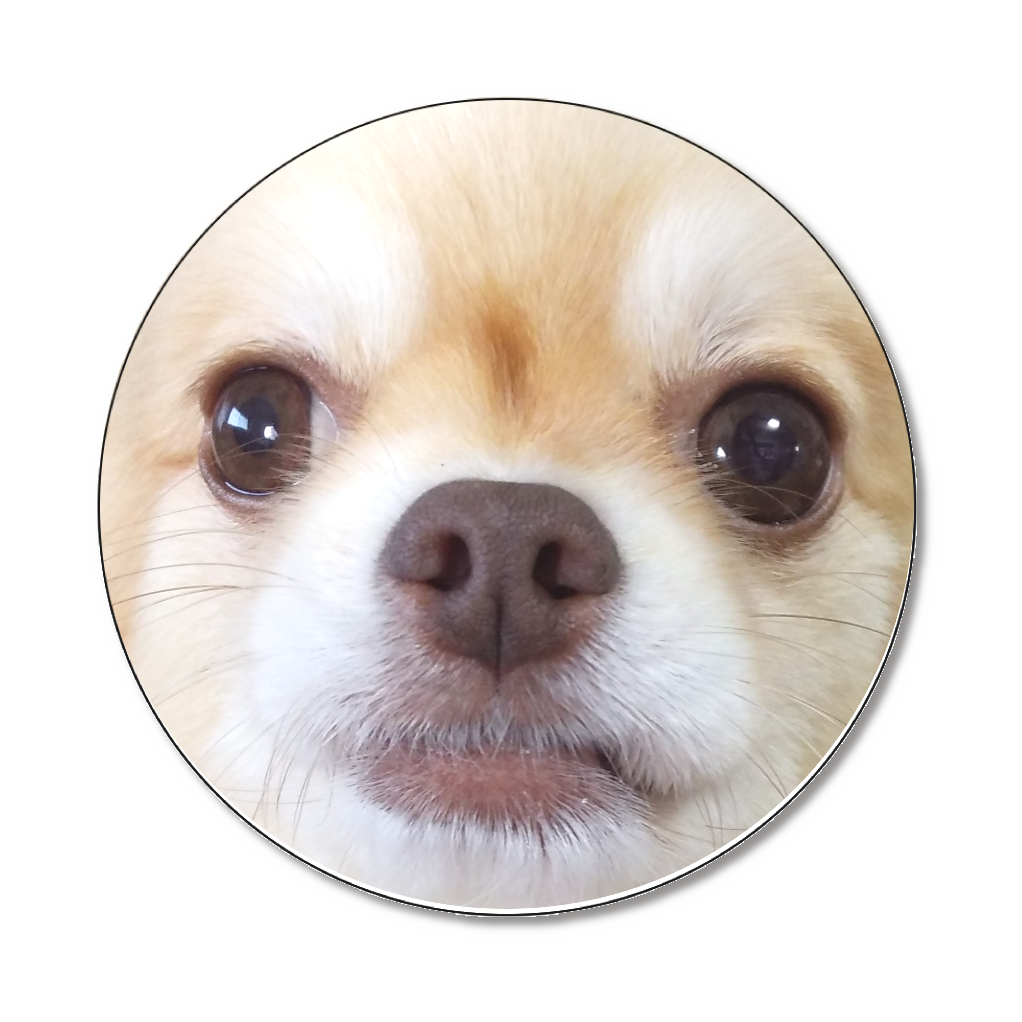 チワワ　フォーン＆ホワイト　顔　アップ