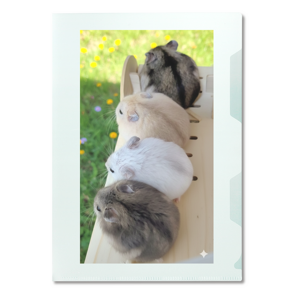 ジャンガリアンハムスター兄妹のクリアファイル