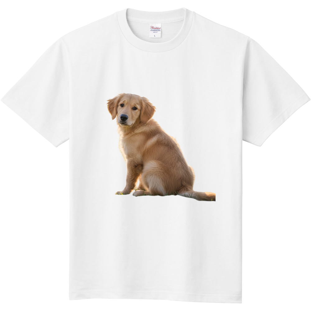 お座りして振り返るゴールデンレトリバー仔犬(半袖)