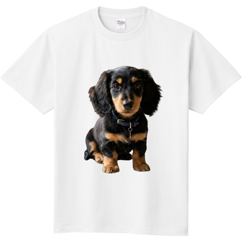 ブラックタンロングコートミニチュアダックス