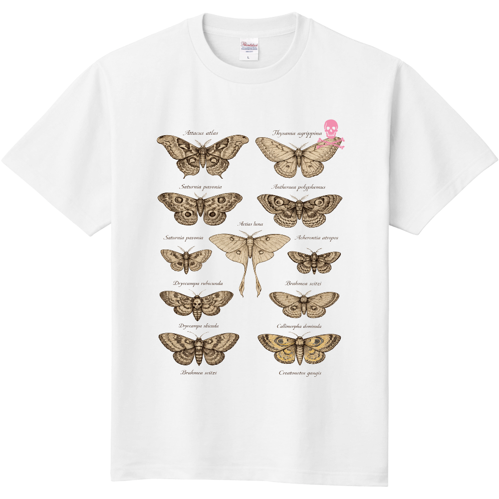 Lepidoptera