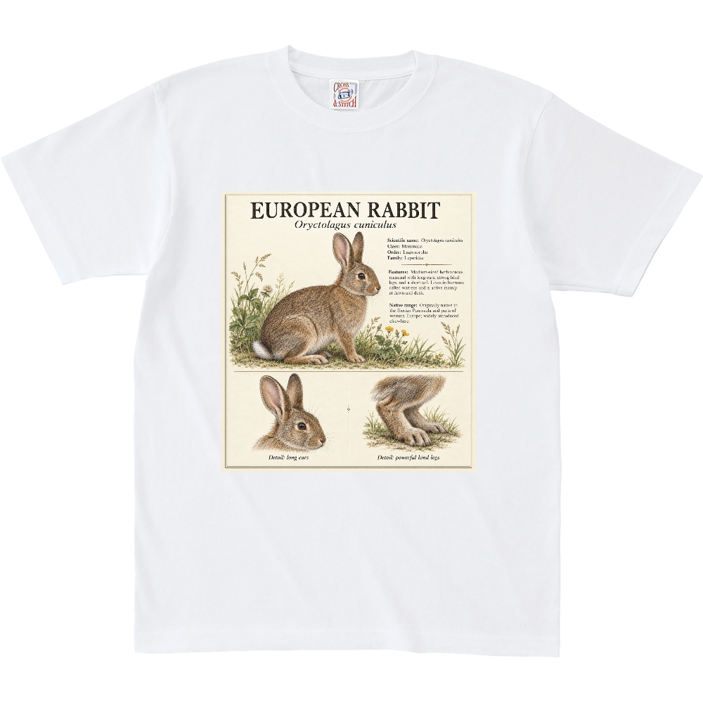Z∞∞ ANIMAL FIELD GUIDE 03|EUROPEAN RABBIT BIG SIZE/ ヨーロッパアナウサギ