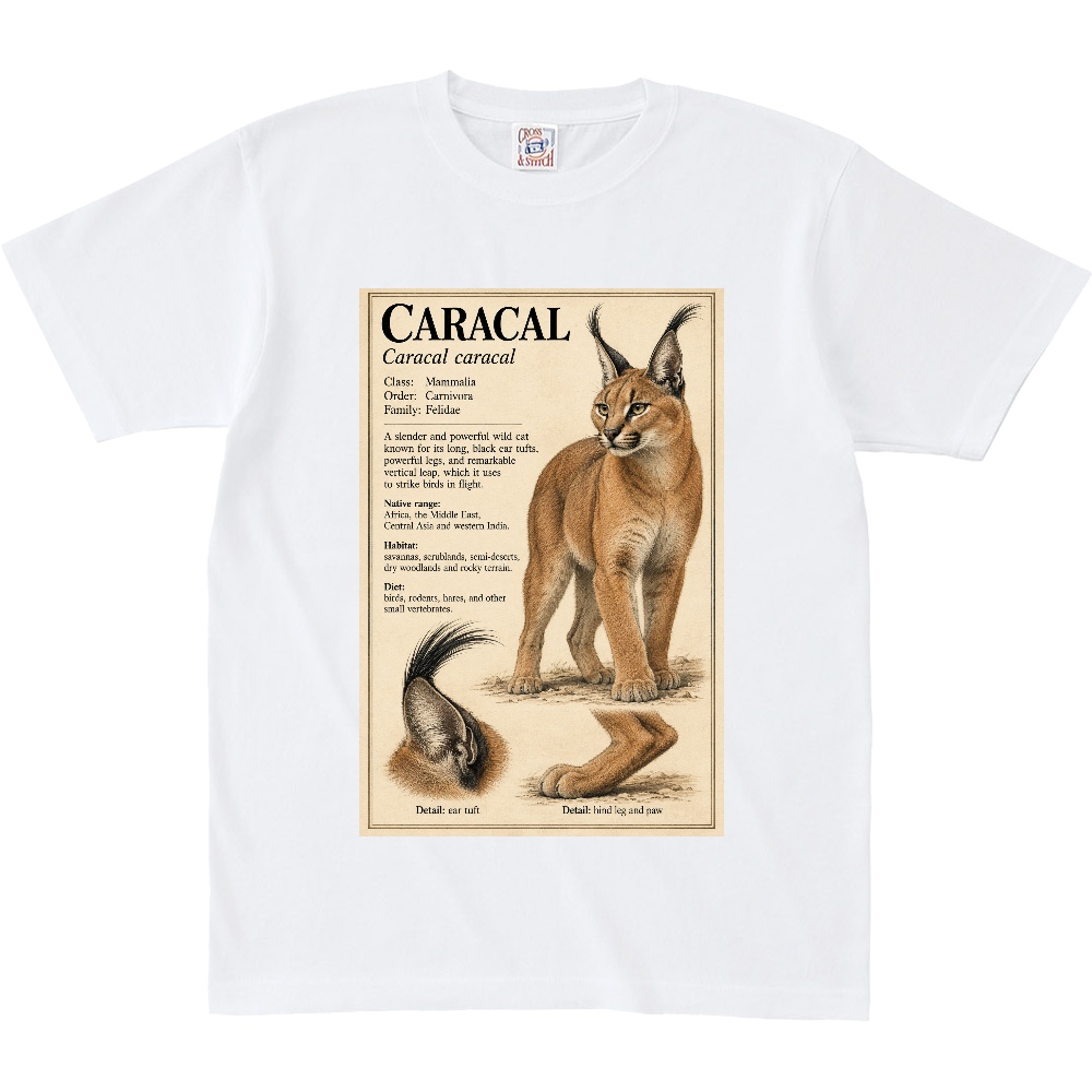 Z∞∞ ANIMAL FIELD GUIDE 06|CARACAL/ カラカル