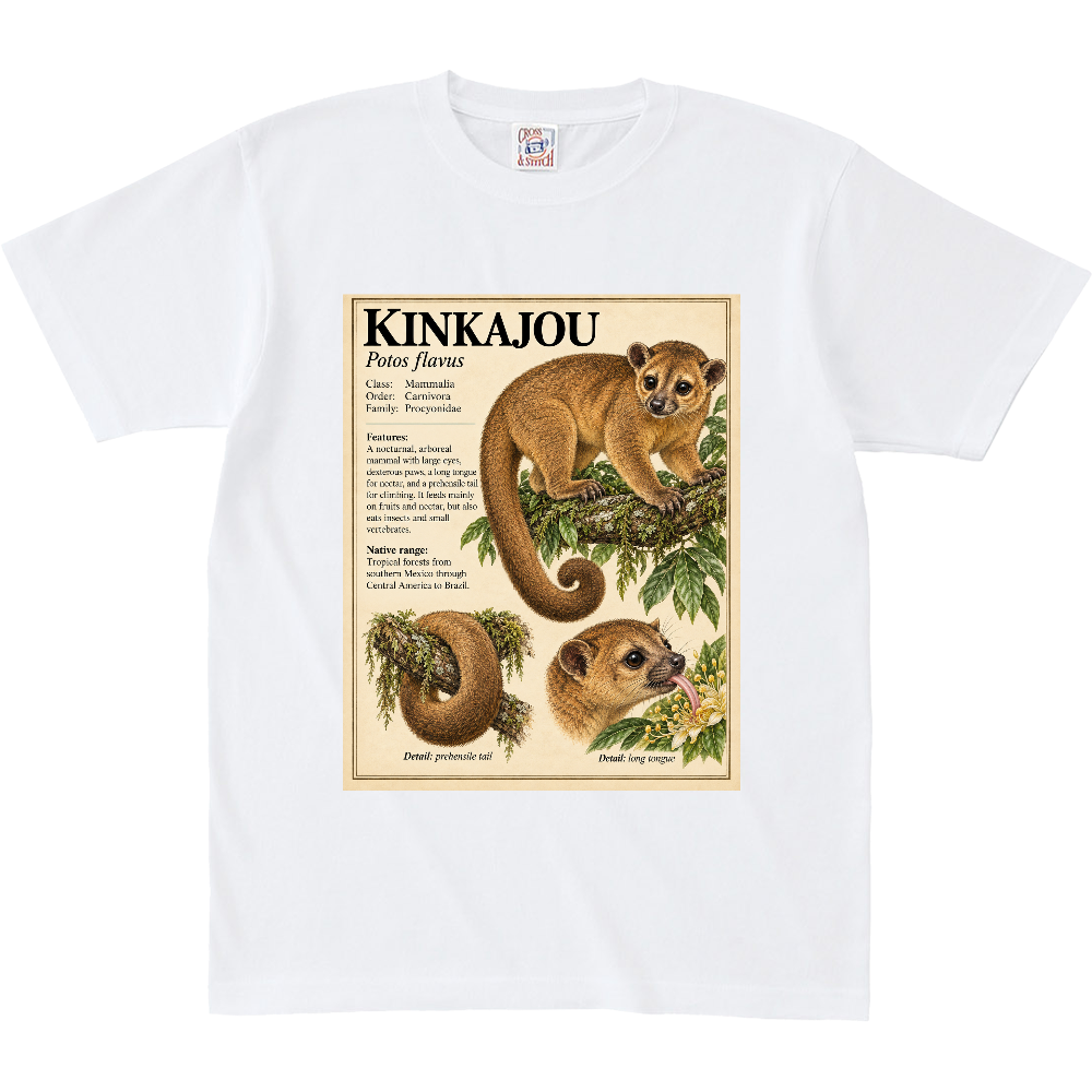 Z∞∞ ANIMAL FIELD GUIDE 07|KINKAJOU/キンカジュー