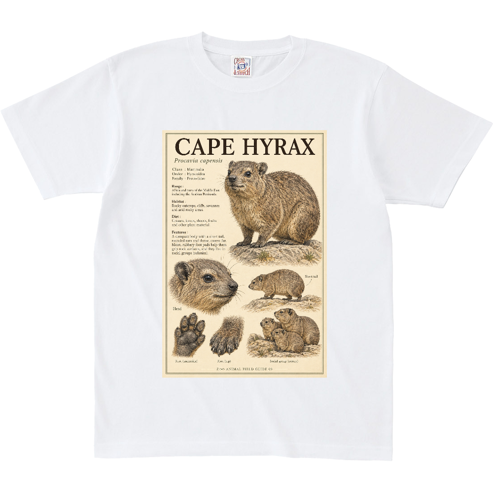 Z∞∞ ANIMAL FIELD GUIDE 09|CAPE HYRAX BIG SIZE / ケープハイラックス