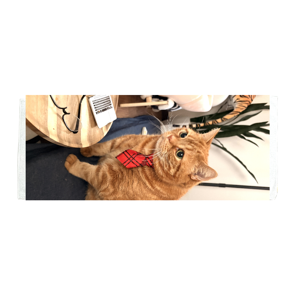 猫TEAの癒しTimeタオルNO2