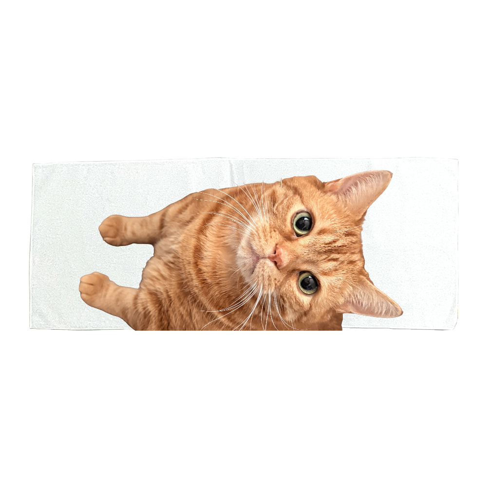 猫TEAの癒しTimeタオルNO3